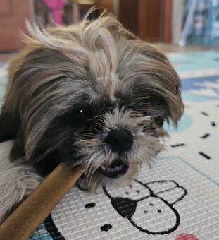 Shih tzu - 2