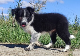 Prześliczna Suczka BORDER COLLIE - pełna dok. super rodzice - 2