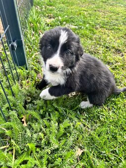 Czarno biała suczka Border collie - 2