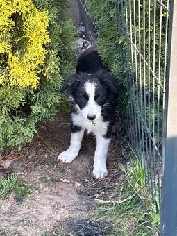 Piesek border collie czarno biały - 2