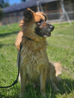 Neon mix leonberger -szuka domu schronisko Zgierz-aktualne - 2
