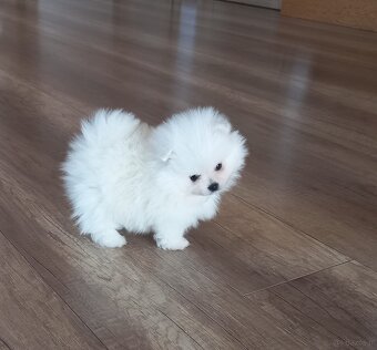 Szpic miniaturowy pomeranian - 2