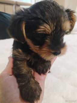 Yorkshire terrier suczka - 2