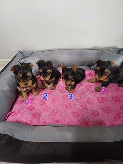 Yorkshire Terrier, śliczne szczenięta - 2