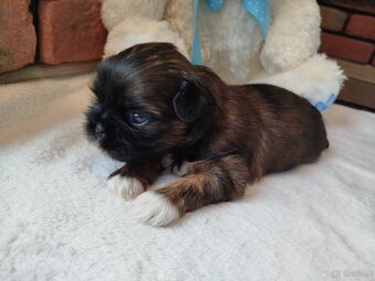 Pies rasy Shih Tzu z rodowodem - 2