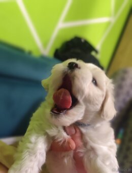 maltańczyk szczeniak - 2