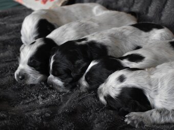 Niebieski spaniel pikardyjski FCI (wyżeł,płochacz) - 2