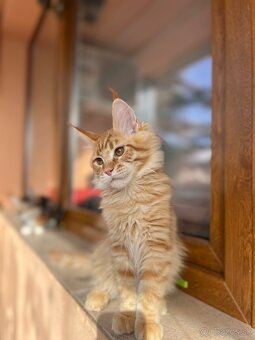 Kocięta Maine Coon  s PP - 2