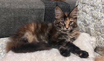 Kocięta Maine Coon  s PP - 2