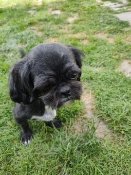 Suczka Shih tzu- - 2
