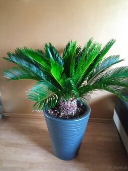 Cykas revoluta  palma wysokość liści ok 70 cm szerokość ok 1 - 2