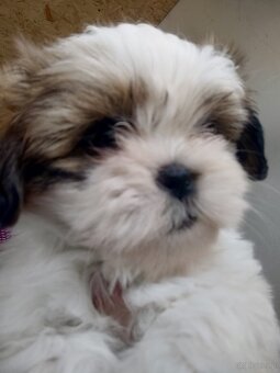 Suczka shih- -tzu - 2