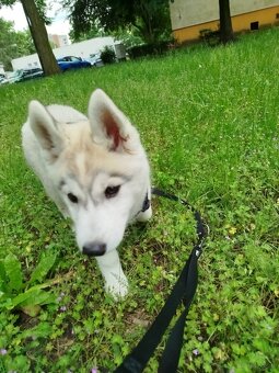Siberian Husky ZKwP FCI suczka - 2