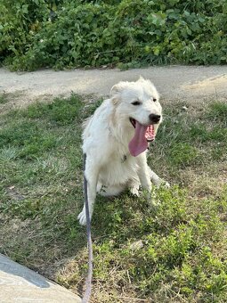 Border collie Monte - 2
