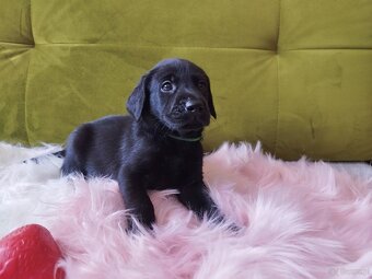 Labrador Retriever FCI ZKwP - 2