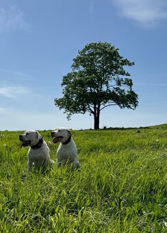 Dog Argentyński z PP, szczenięta dogo argentino REZERWACJE - 2