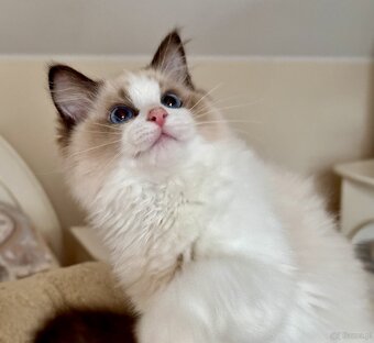 Ragdoll - uroczy Waldi - 2