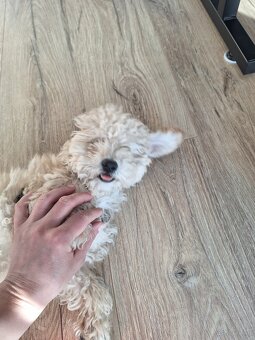 szczeniak maltipoo - 2