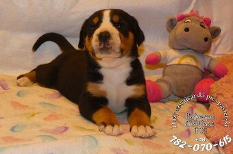 Mamy szczeniaki Duży Szwajcarski Pies Pasterski szczeniak - 2