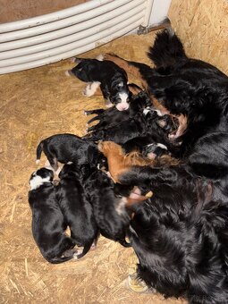 Berneński pies pasterski - 2