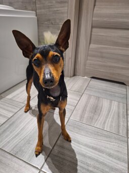 Pinczer miniaturowy - 2