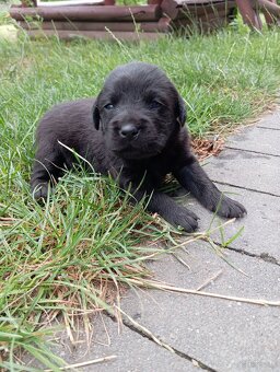 Labrador retriever z rodowodem - 2