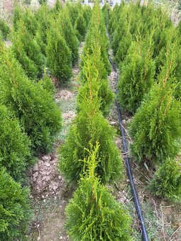 Thuja Smaragd 90 - 110 cm 4 EURO - 2