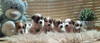 Jack Russell terrier - 2