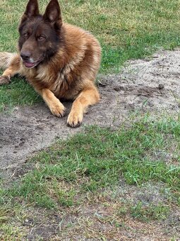 Oddam psa – owczarek niemiecki, 4 lata, do adopcji - 2