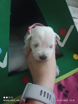 Sznaucerki szukają domku - 2