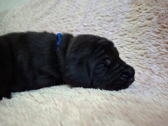 Dog niemiecki - 2