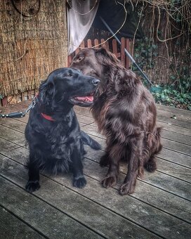 Flat coated retriever - Rezerwacja szczeniąt - 2