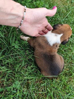 Bokser szczenięta - hodowla Bokser Love - 2