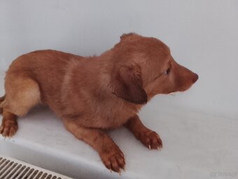 Szczeniak młody - 2