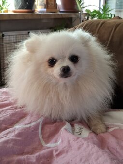 Piękny Pameranian misiek - 2