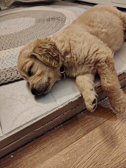Golden retriever sunia - 2