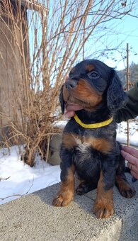 Gordon setter - 2