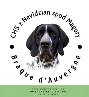 Auvergneský stavač - 2