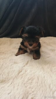 Yorkshire terrier - 2
