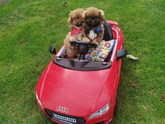 Pekińczyk Pekińczyki Nie Shih Tzu - 2