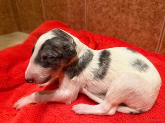 Chart rosyjski borzoj - 2