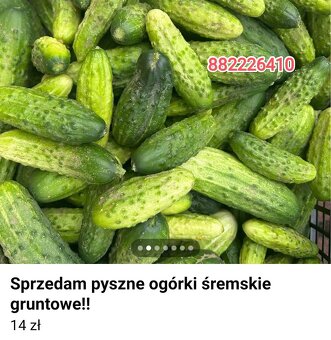 ogórki śremskie gruntowe - 2