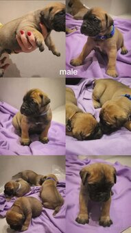Bullmastiff - 2