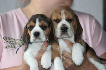 Beagle szczeniaczki ZKwP FCI po Championach - 2