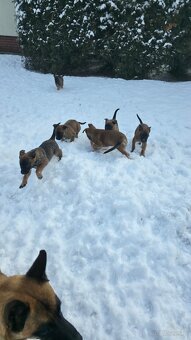 Owczarek belgijski - 2