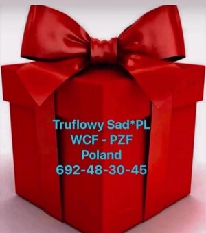 Szkocki prostouchy - 2