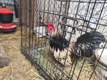 Mocne i zdrowe koguciki Czwerek – gotowe do hodowli - 2