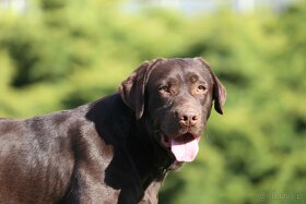 Labrador czekoladowy pies - 2