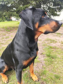 Oddanie psa do adopcji - 2