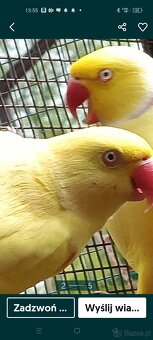 Aleksandretty faliste rozele - 2